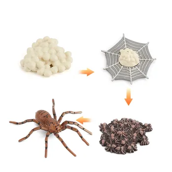 Simulatsioon Lülijalgsete elutsükli Spider Mesilaste Lepatriinud Mudel kasvutsükli Tegevus Arvandmed Kääbus Haridus Mänguasjad Lastele