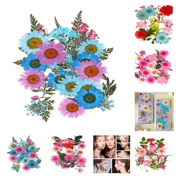 25Pcs Pressitud Kuivatatud Lilled kuivanud Lehed DIY Kunst, Käsitöö, Järjehoidja Kaartide Tegemine
