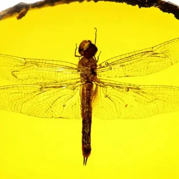 Ilus Kollane Dragonfly Fossiilsete Putukad Käsitsi Poleerimine Peen Kingitus Home Decor