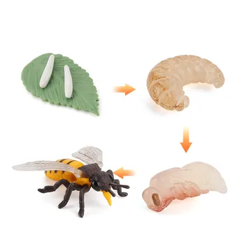 Simulatsioon Lülijalgsete elutsükli Spider Mesilaste Lepatriinud Mudel kasvutsükli Tegevus Arvandmed Kääbus Haridus Mänguasjad Lastele