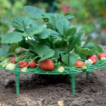 15 Pack Maasika Taim Toetab Maasikas Kasvab Toetus Hammas Vältida Mäda Raam Kerge Maasika Kasvav Tööriist