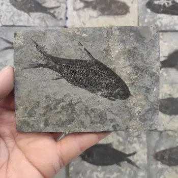 1tk Loomulik Jianghan kala Saba Fossiilsete Iidsed Kivistised Õpetamise Isendite Kogumine