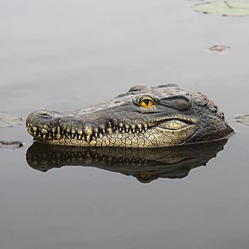 Ujuvad Krokodill Peibutamist Pea Vett Basseini Muru Hane Kiskja Linnud