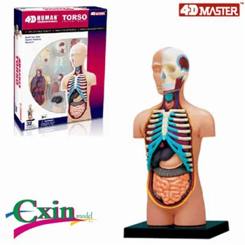4D mudeli kokkupandud mudel inimese lihaste anatoomia mudel anatoomiline mudel, tasuta shipping