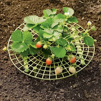 15 Pack Maasika Taim Toetab Maasikas Kasvab Toetus Hammas Vältida Mäda Raam Kerge Maasika Kasvav Tööriist